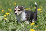 CORGI PEMBROKE 588